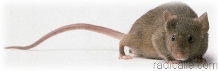 Informations sur les rats