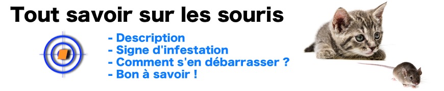 Tout savoir sur les souris