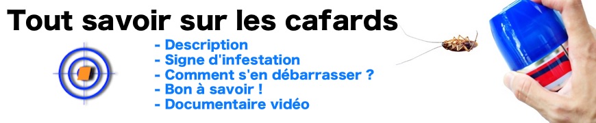 Comment se débarrassé des cafards et des blattes