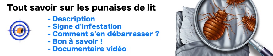 Tout savoir sur les punaises de lit