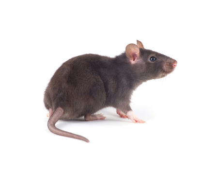 que puis faire pour me débarrasser des rats ?