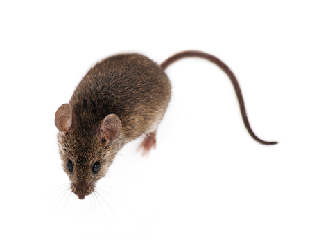 Comment se débarrasser des souris ?