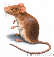 élimination des souris élimination des souris